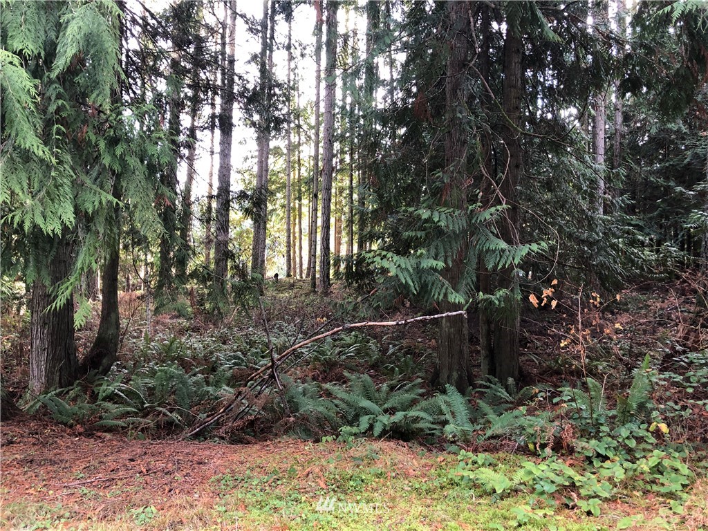 127 South Eldridge Road Sequim, WA 98382 - Photo 22 of 23 a view of backyard with green space