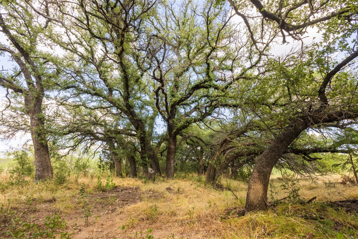 38 County Road 550 Mullin, TX 76864 - Photo 24 of 36 a view of snow on a tree