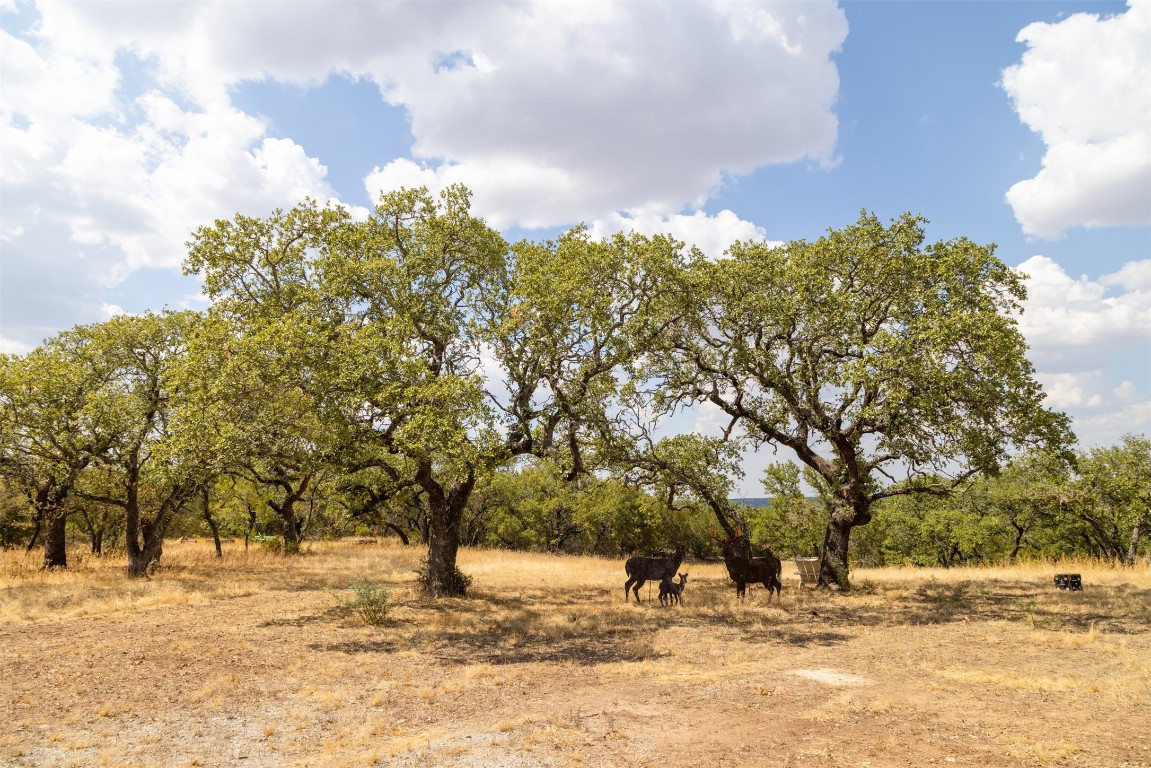 38 County Road 550 Mullin, TX 76864 - Photo 7 of 36 a view of a yard with a tree