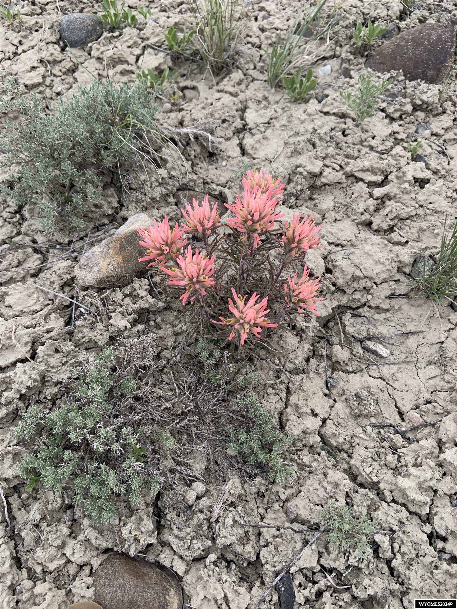 0 Paradise Valley Road Riverton, WY 82501 - Photo 12 of 23