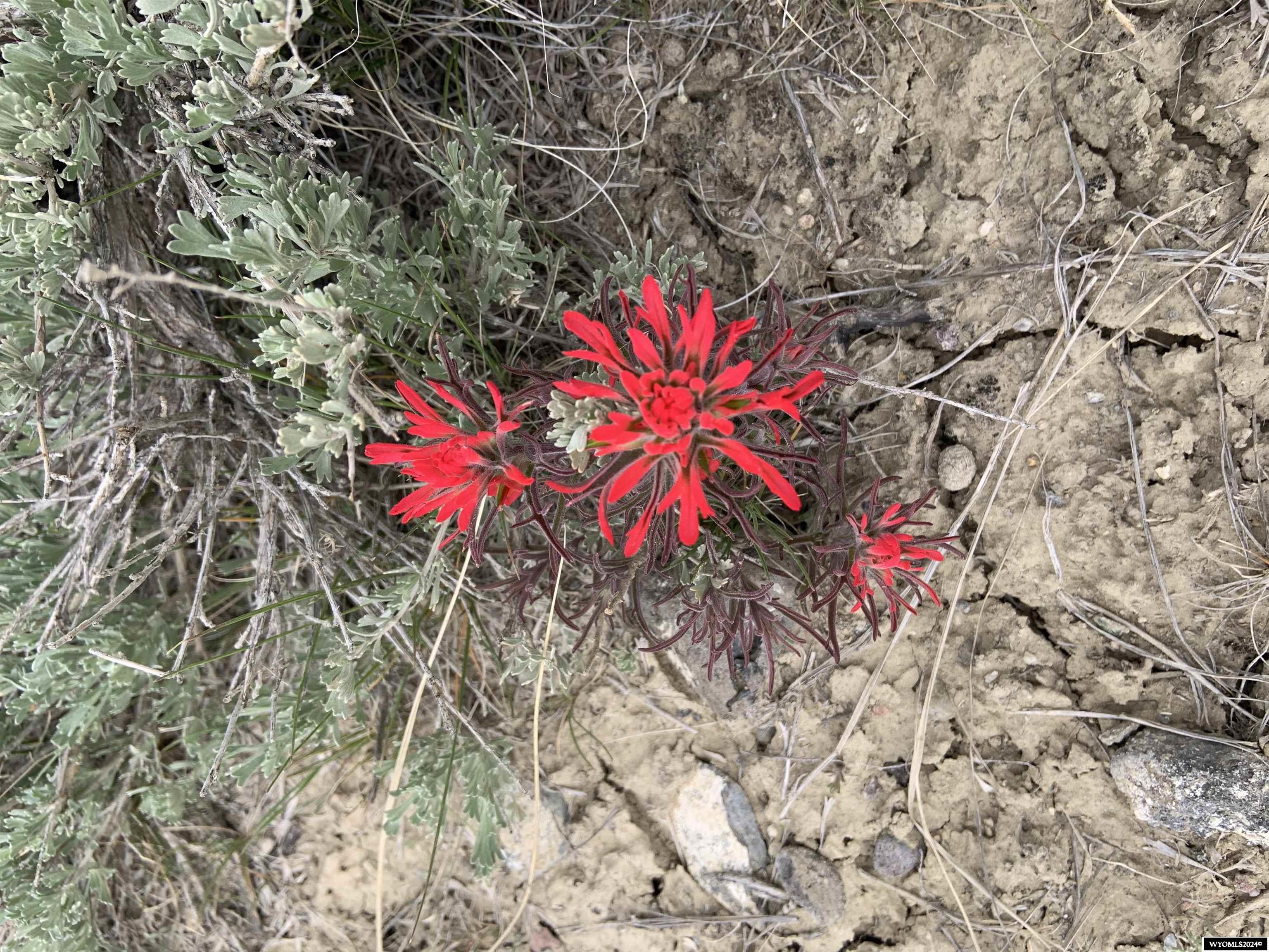 0 Paradise Valley Road Riverton, WY 82501 - Photo 3 of 23