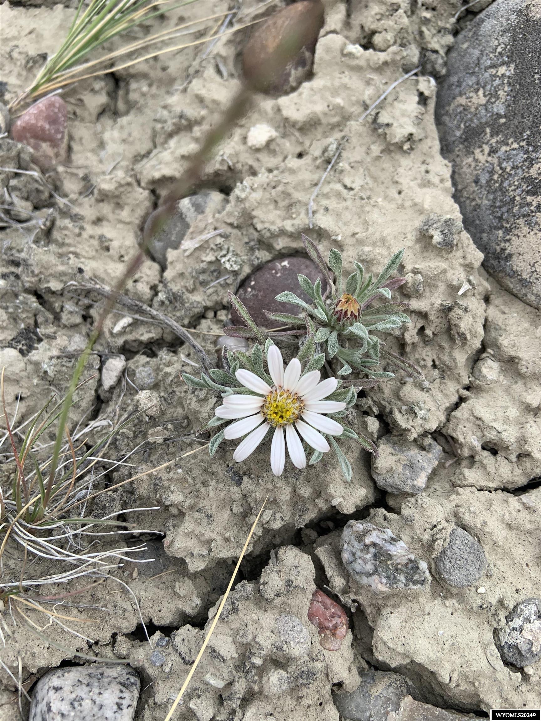 0 Paradise Valley Road Riverton, WY 82501 - Photo 6 of 23