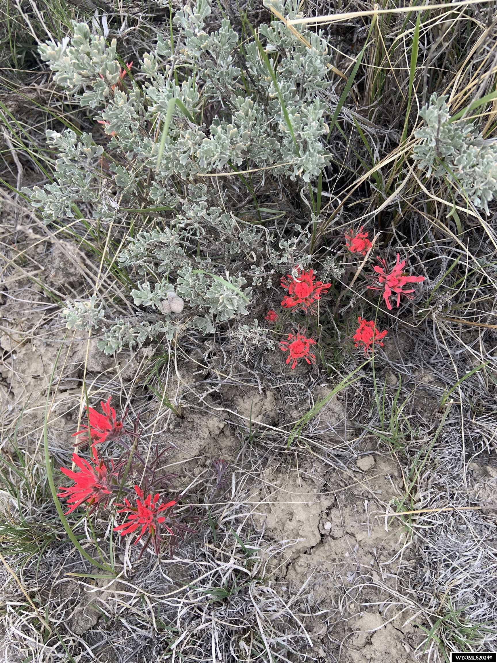 0 Paradise Valley Road Riverton, WY 82501 - Photo 9 of 23