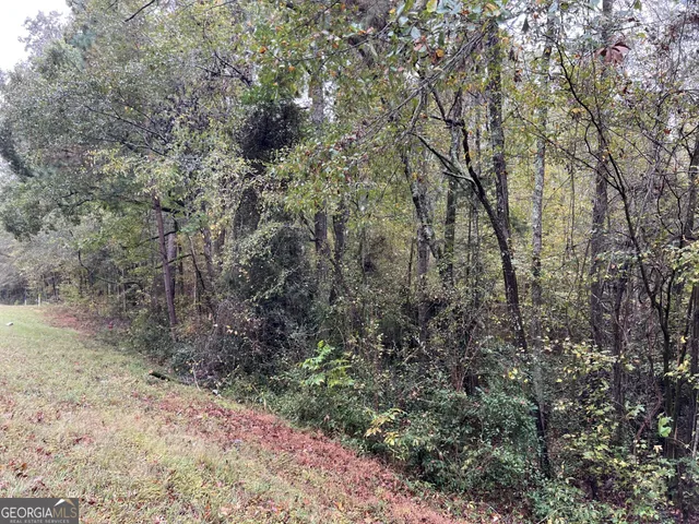 a view of a forest with trees in the background
