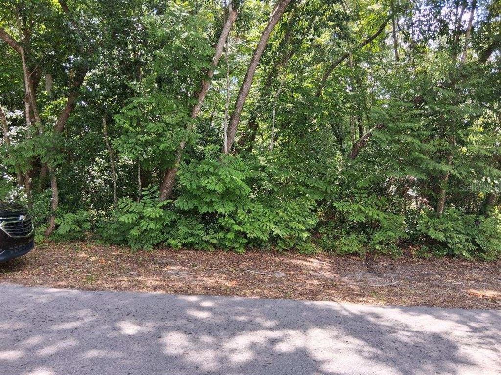 Northwest 2nd Street Webster, FL 33597 - Photo 1 of 4 a view of a yard with potted plants and large trees