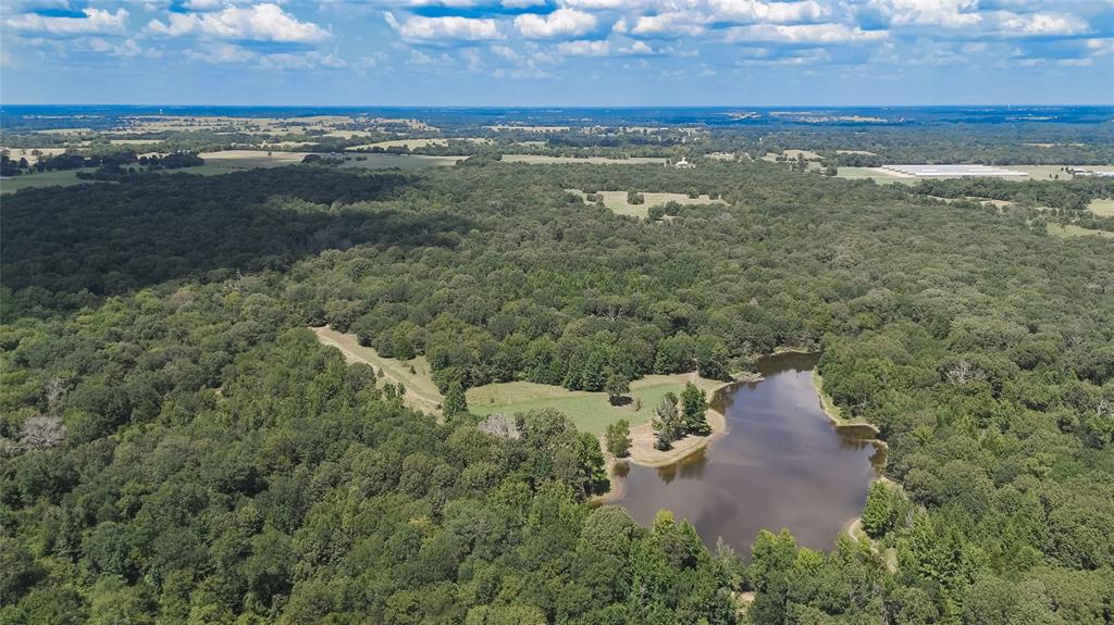 830 County Road 1439 Yantis, TX 75497 - Photo 34 of 40 Abundant deer and other wildlife in these woods...1 of 2