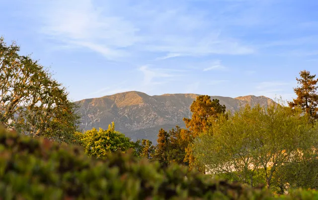 a view of a large tree with mountains in the background