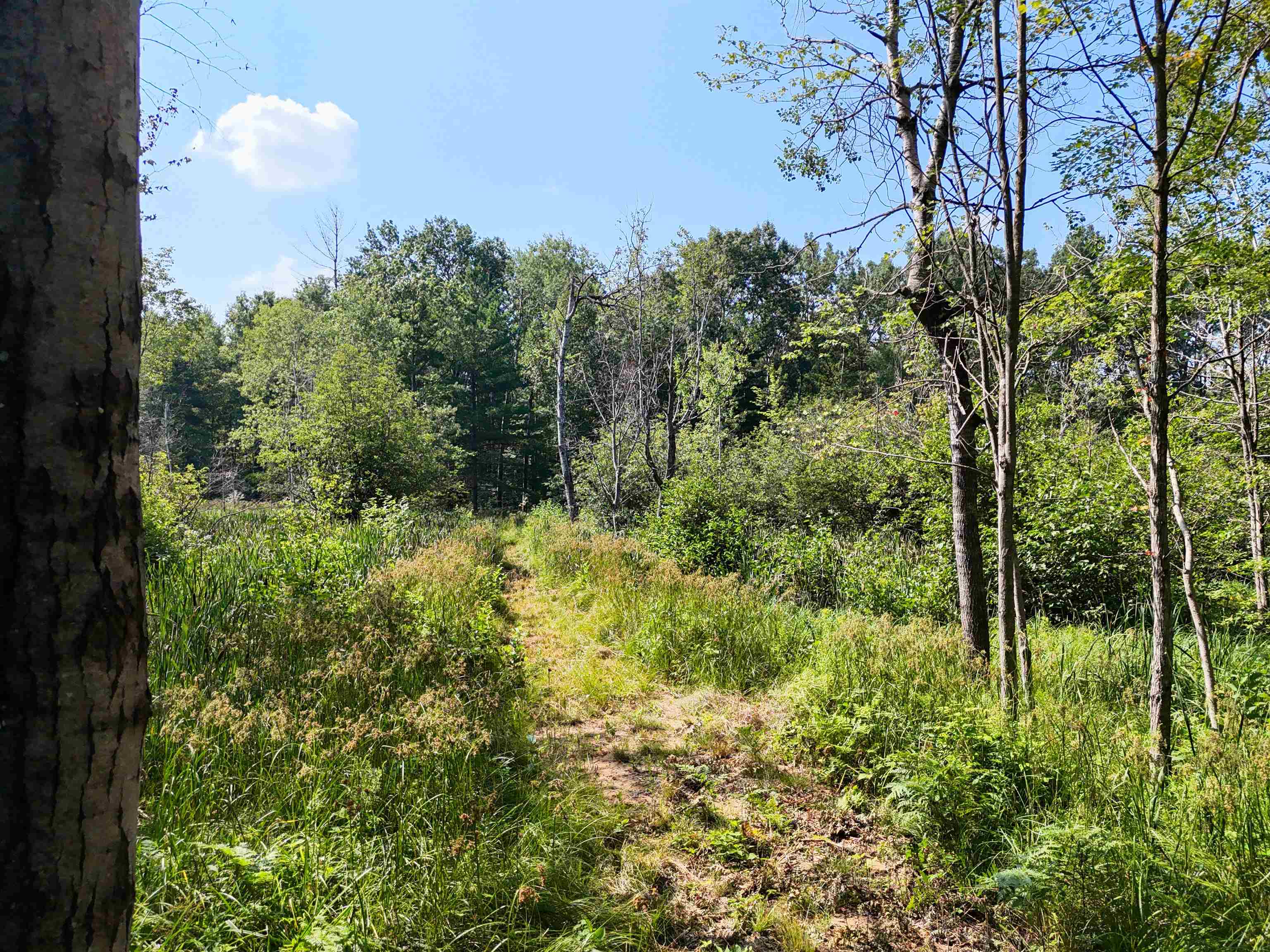 0 West Arnold Road Manton, MI 49663 - Photo 14 of 16