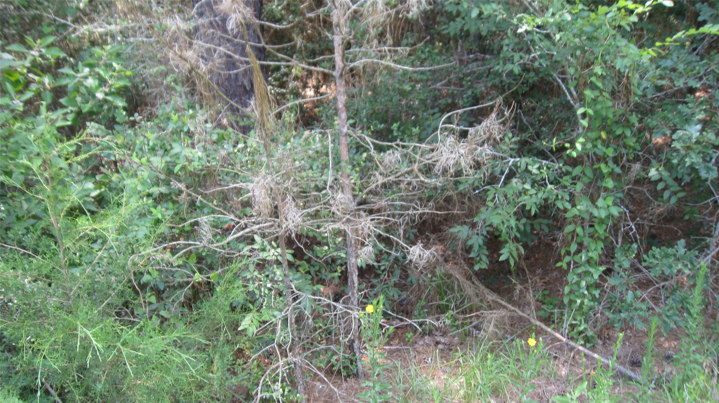 Lot 16 Mocking Bird Hempstead, TX 77445 - Photo 11 of 13