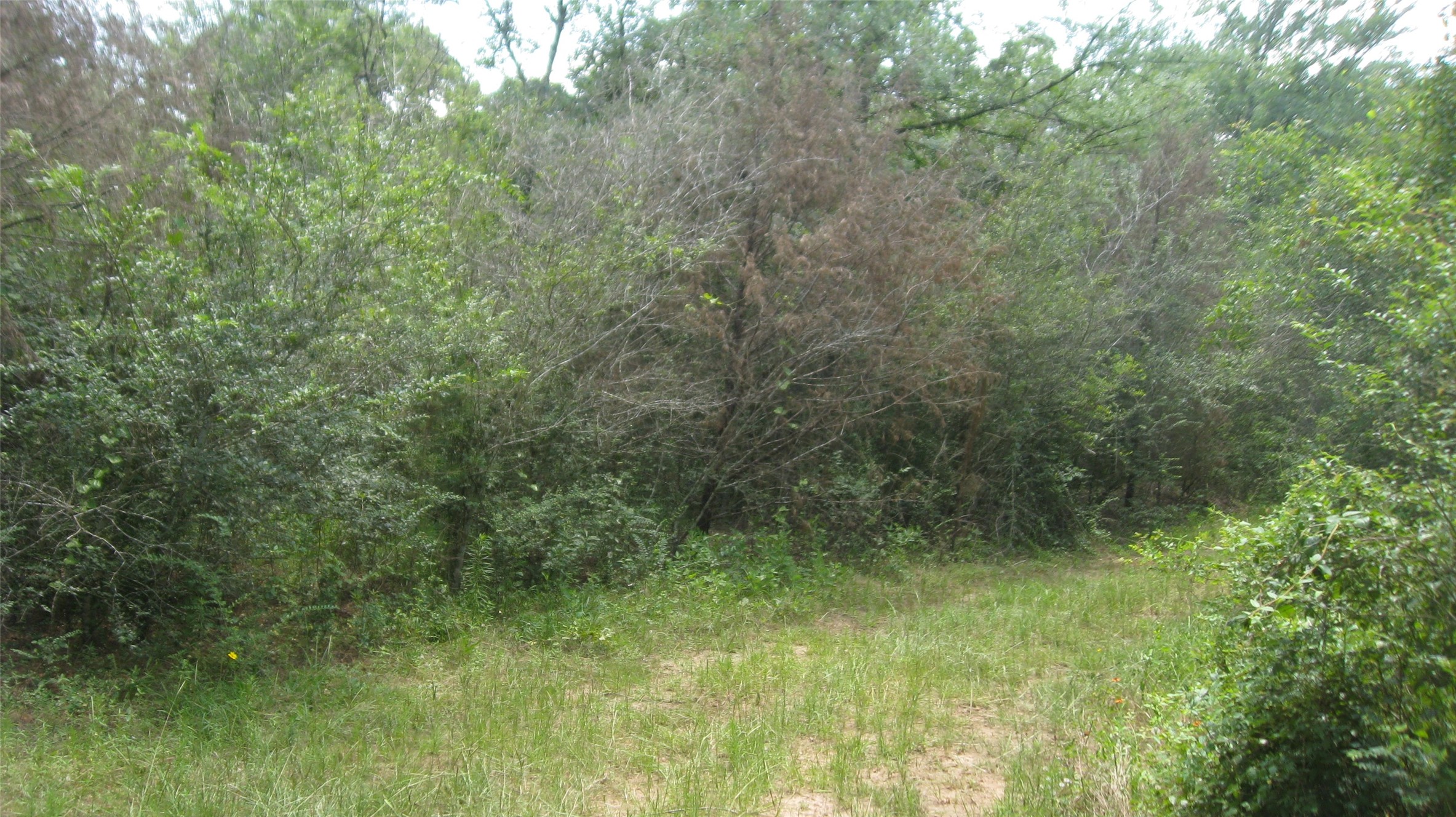 Lot 16 Mocking Bird Hempstead, TX 77445 - Photo 8 of 13