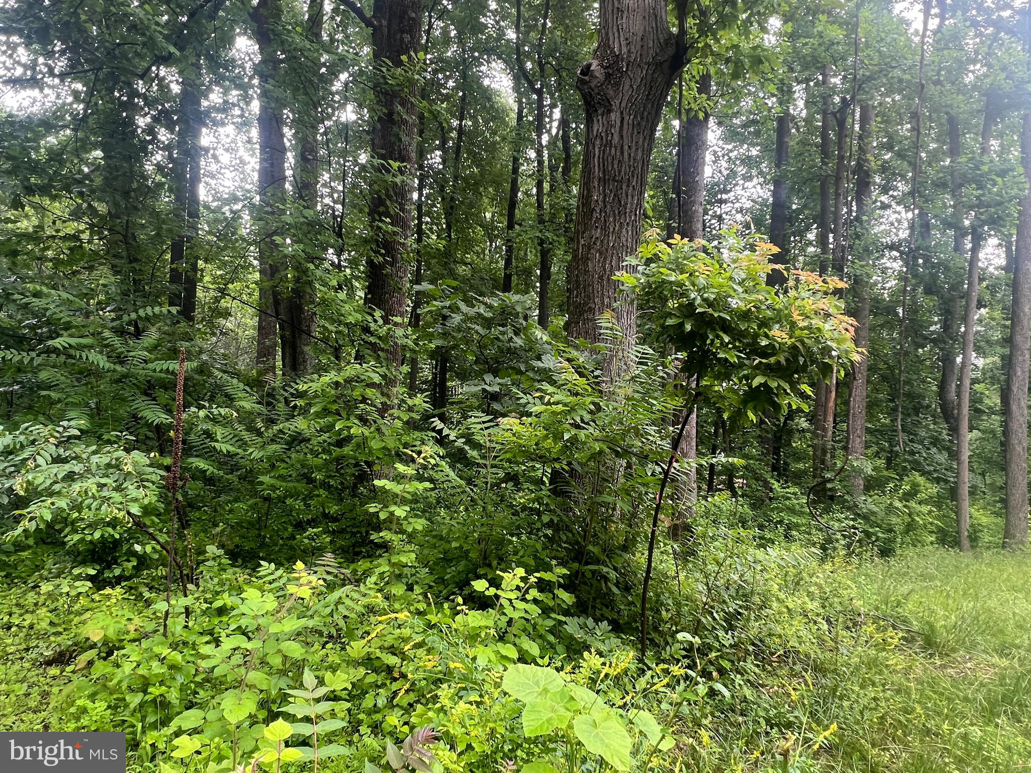 Highland Way Chester Gap, VA 22623 - Photo 3 of 7