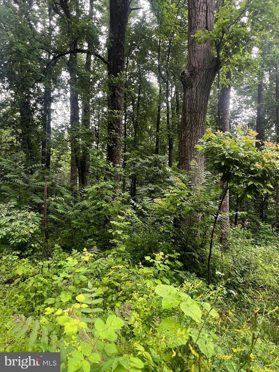 Highland Way Chester Gap, VA 22623 - Photo 4 of 7