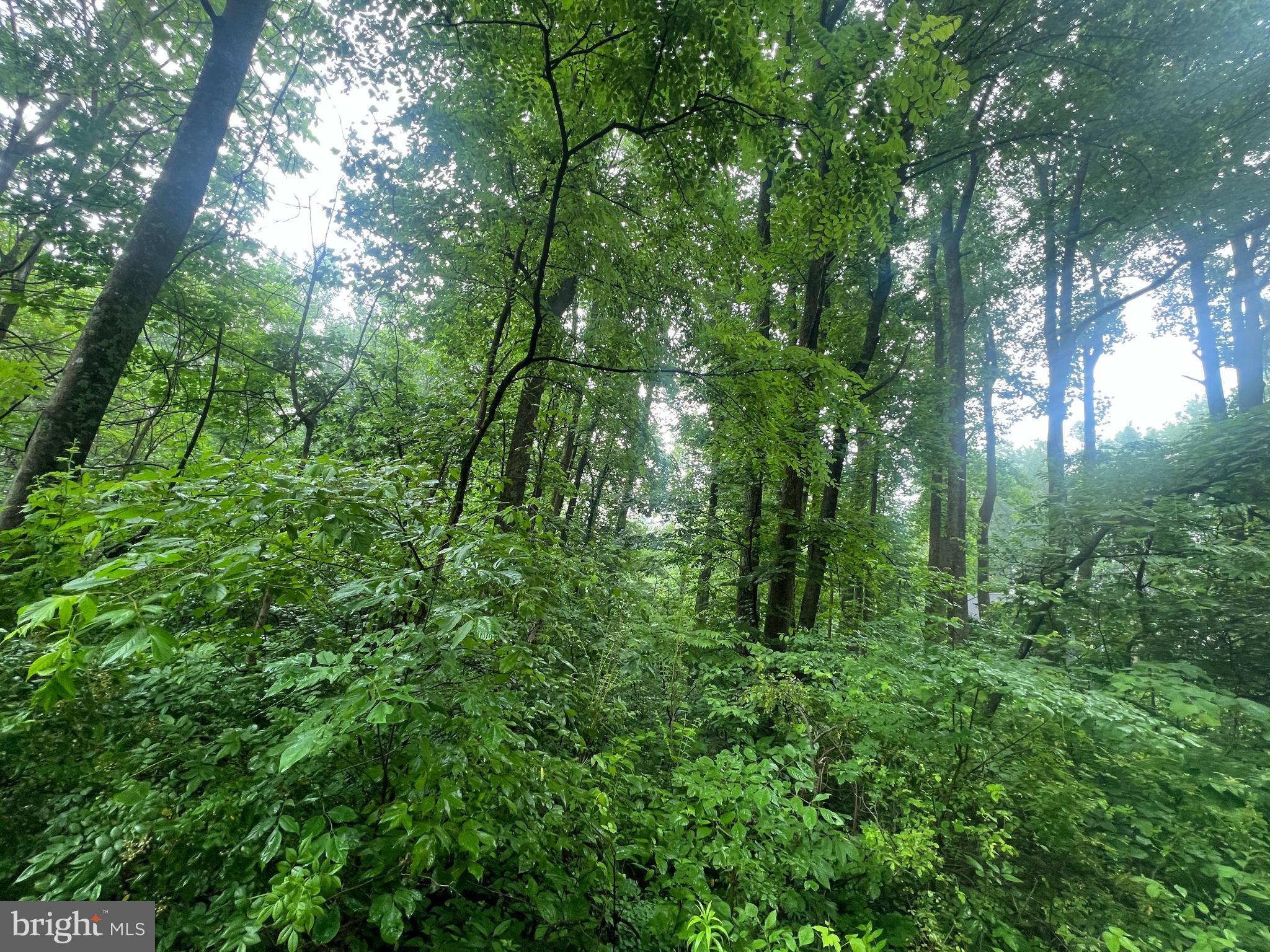 Highland Way Chester Gap, VA 22623 - Photo 6 of 7