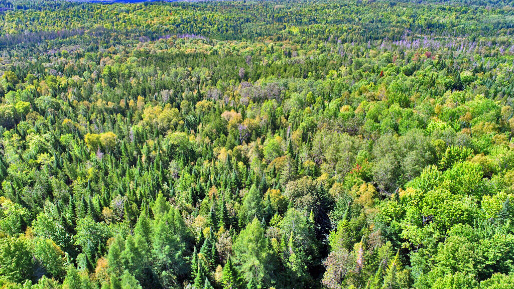 614 Shin Pond Road Patten, ME 04765 - Photo 49 of 51 over-14-acres-me-land