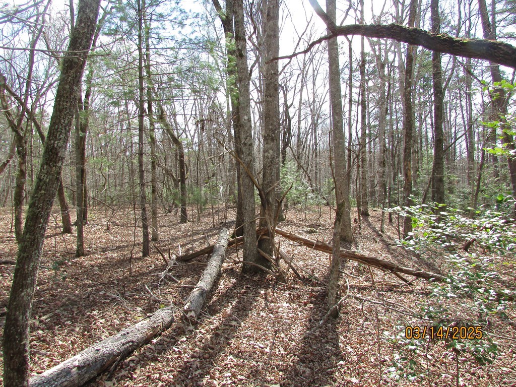 10.5-ac Phillips Road Young Harris, GA 30582 - Photo 11 of 23 a view of backyard with green space