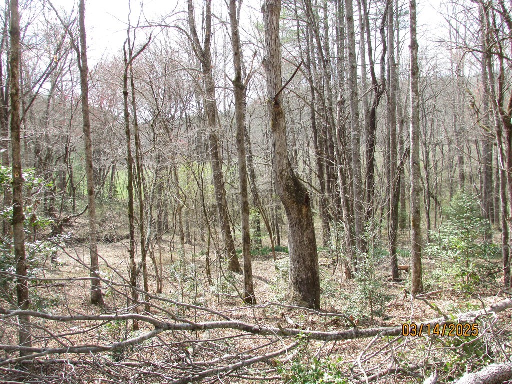 10.5-ac Phillips Road Young Harris, GA 30582 - Photo 14 of 23 a view of a yard with lots of trees