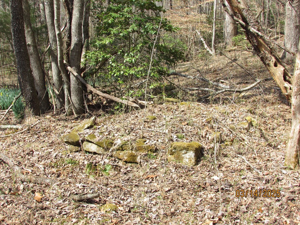 10.5-ac Phillips Road Young Harris, GA 30582 - Photo 15 of 23 view of a yard with a large tree