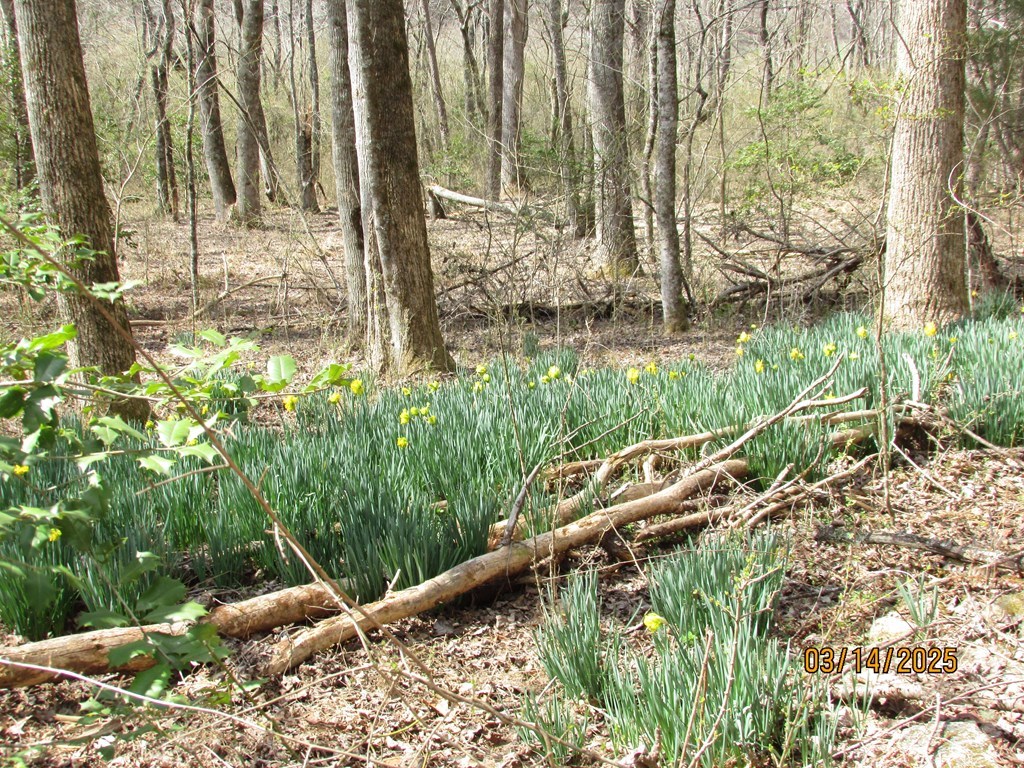 10.5-ac Phillips Road Young Harris, GA 30582 - Photo 16 of 23 a view of a yard with plants and wooden fence