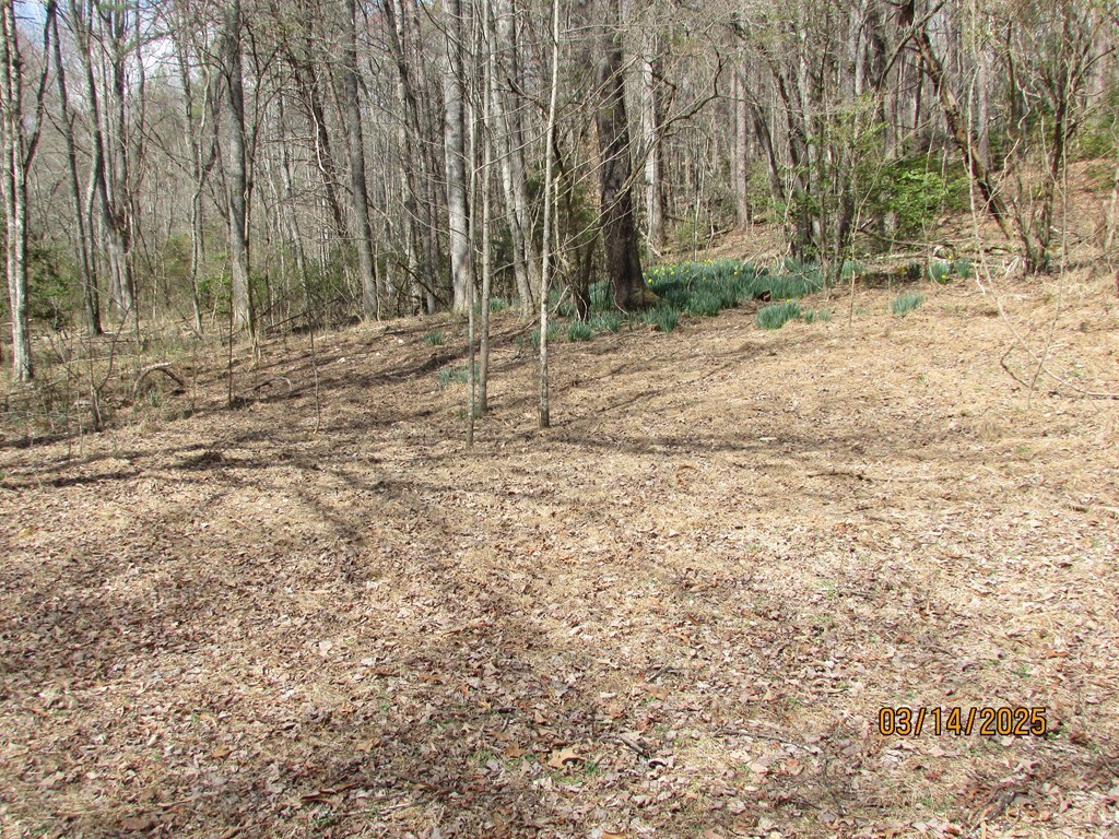 10.5-ac Phillips Road Young Harris, GA 30582 - Photo 20 of 23 a view of backyard with green space