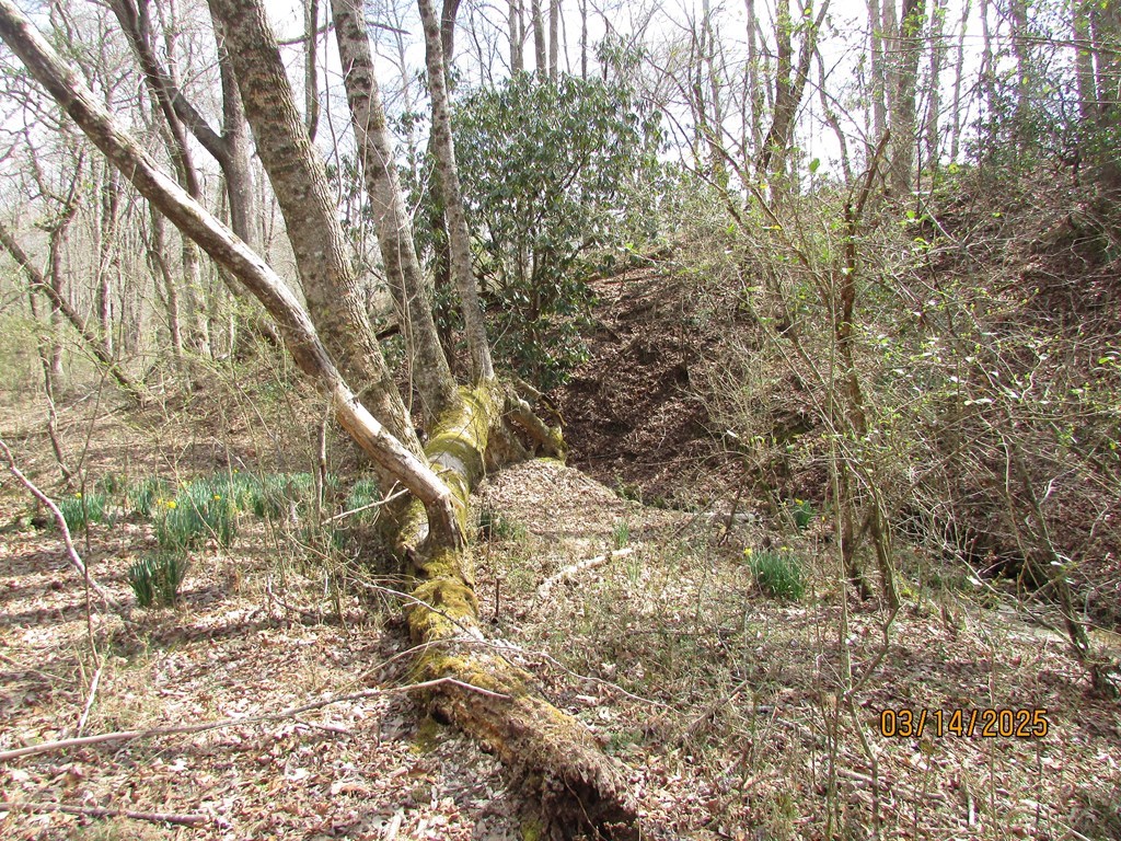 10.5-ac Phillips Road Young Harris, GA 30582 - Photo 21 of 23 a view of a yard with plants and trees