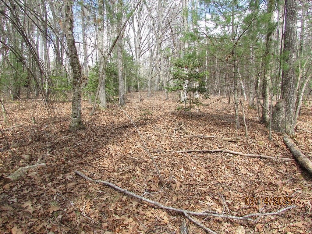 10.5-ac Phillips Road Young Harris, GA 30582 - Photo 23 of 23 a view of a forest with trees