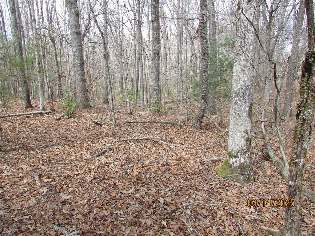 10.5-ac Phillips Road Young Harris, GA 30582 - Photo 3 of 23 a view of a yard with large trees