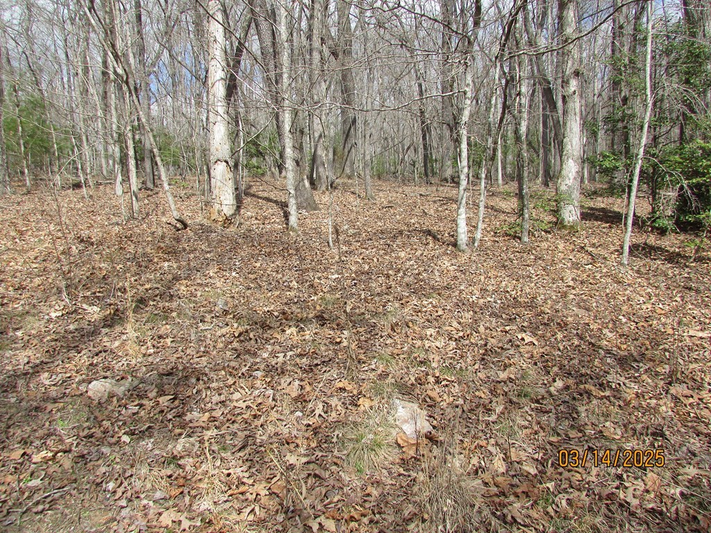 10.5-ac Phillips Road Young Harris, GA 30582 - Photo 5 of 23 a view of a forest with trees in the background