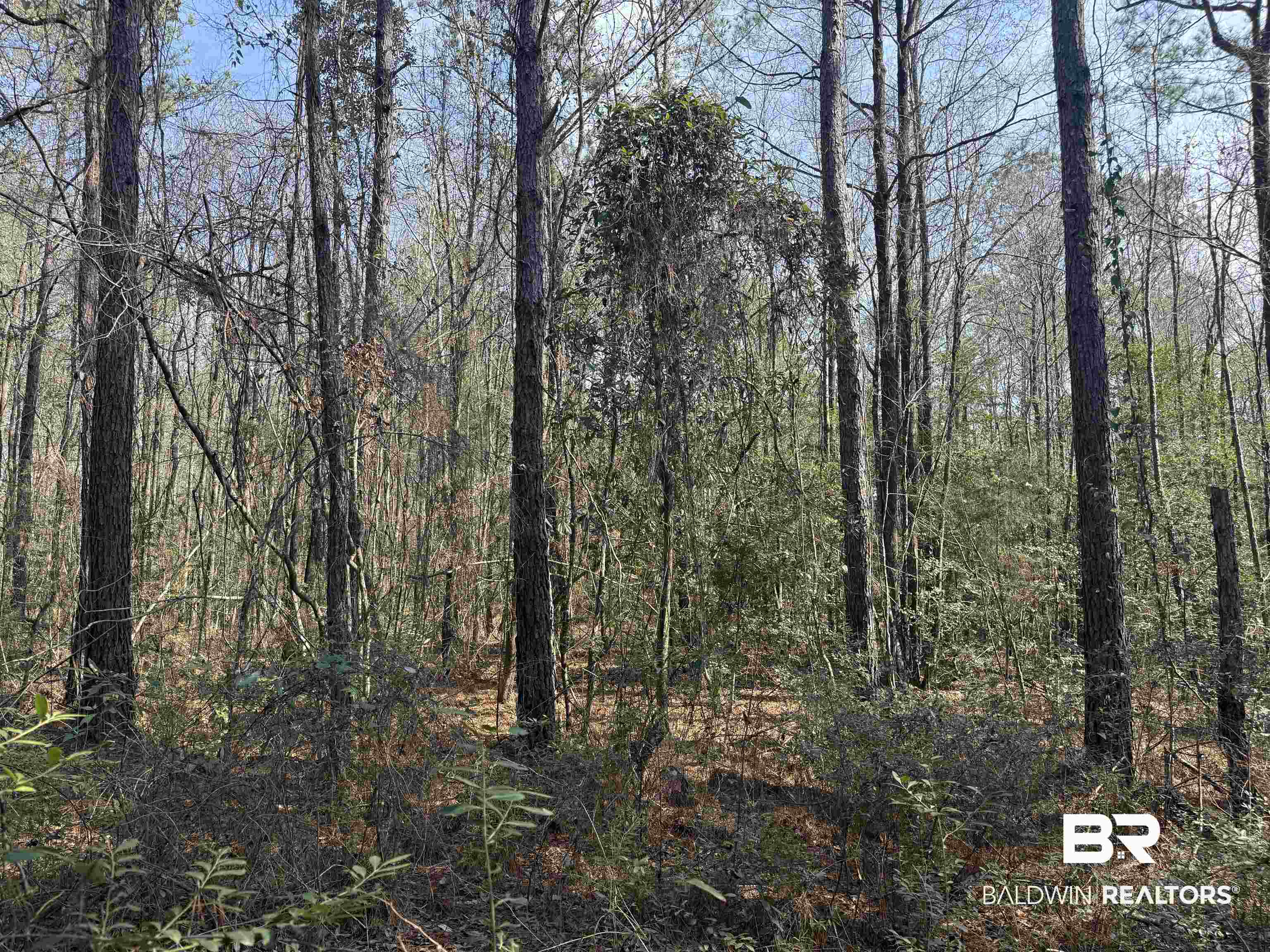 0 Highway 41 Range, AL 36473 - Photo 5 of 11 View of tree filled area