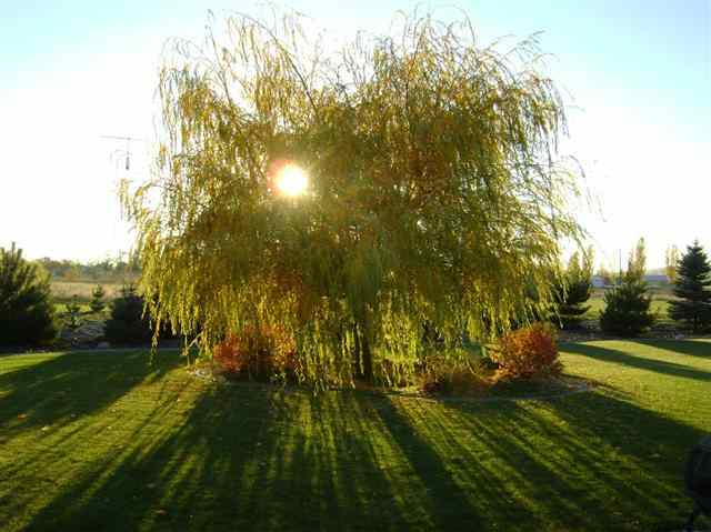 25212 Starr Road Newman Lake, WA 99025 - Photo 14 of 19 Gallery Image 14