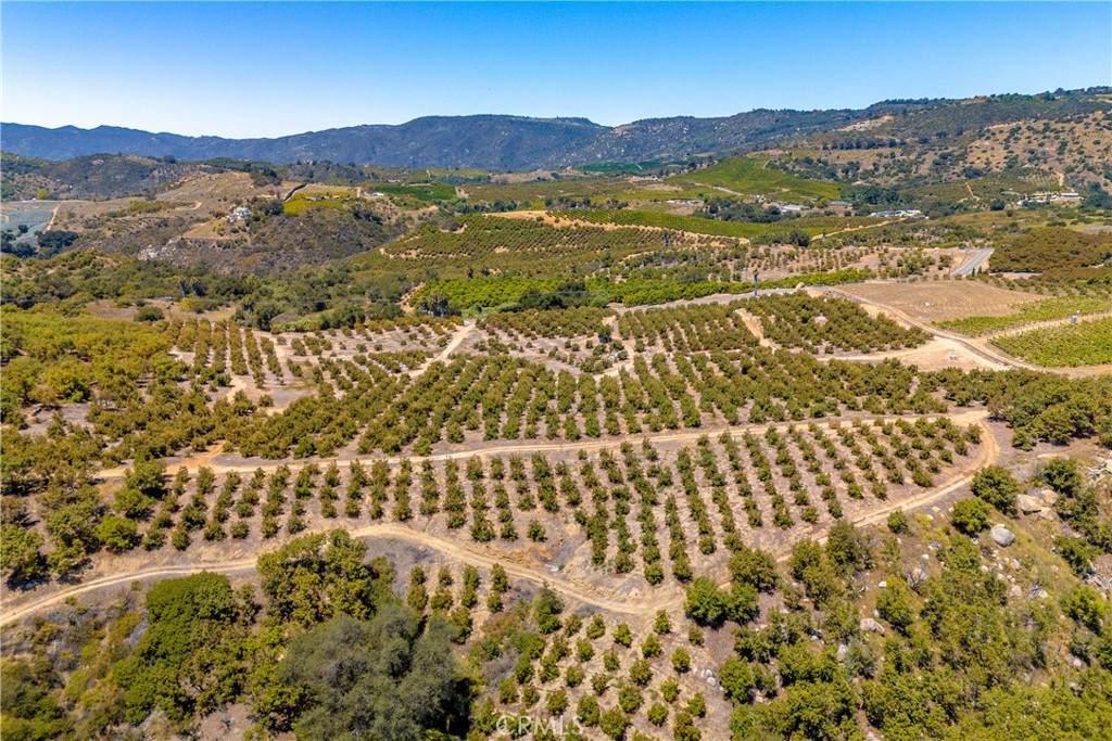 2526 Camaron Road Temecula, CA 92590 - Photo 8 of 34 Gently topography shown of this healthy Haas avocado grove.