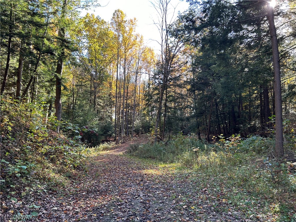Vl South Ridge Road Conneaut, OH 44030 - Photo 1 of 35 View of local wilderness