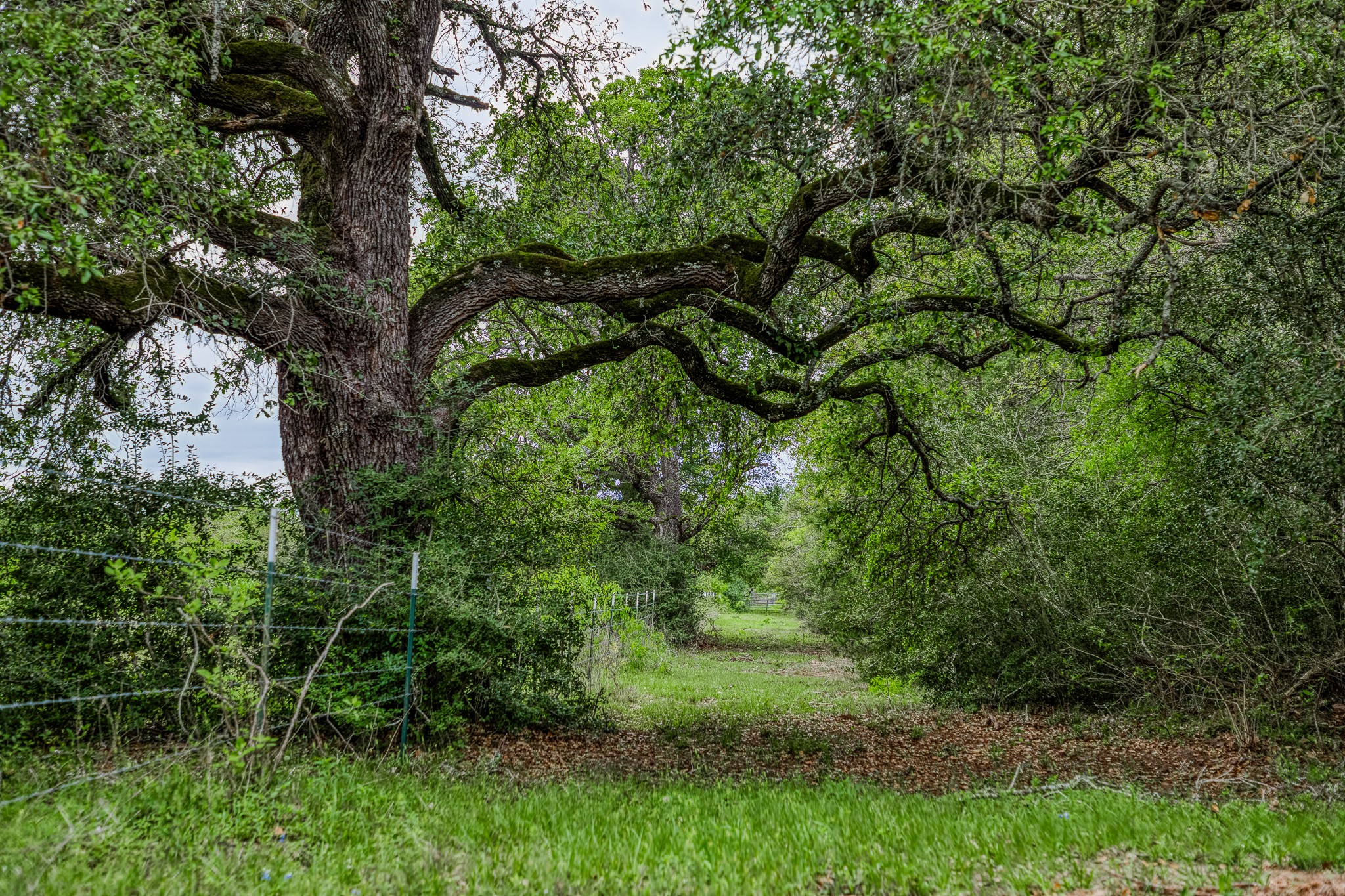125 Ledbetter Tx 78946 Ledbetter, TX 78946 - Photo 13 of 50 a view of a tree in a garden