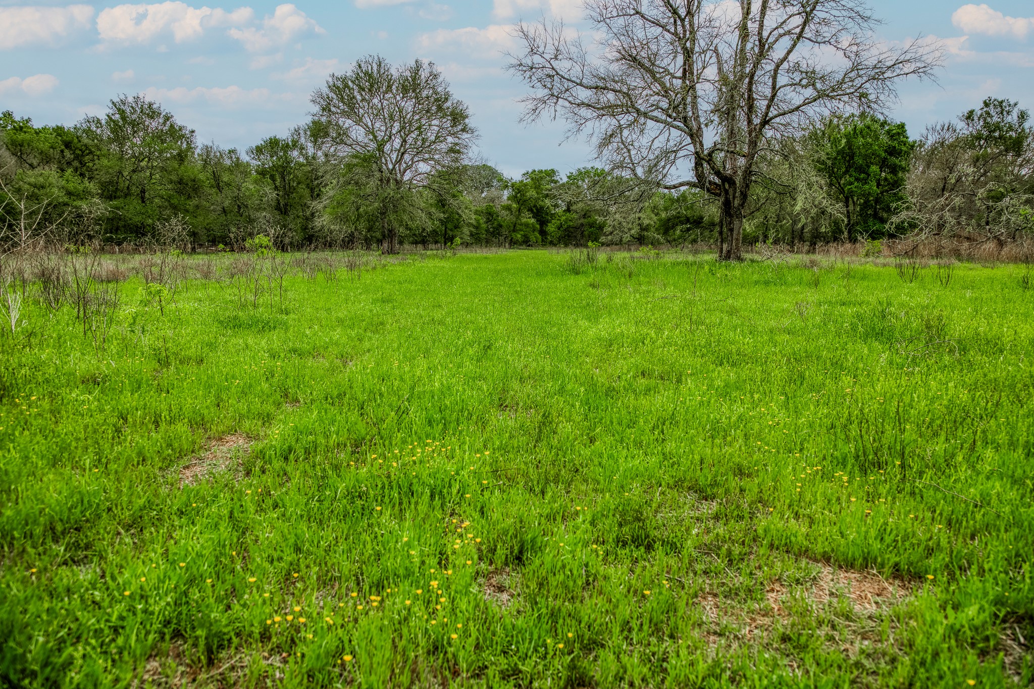 125 Ledbetter Tx 78946 Ledbetter, TX 78946 - Photo 14 of 50 a view of a grassy field with trees in the background
