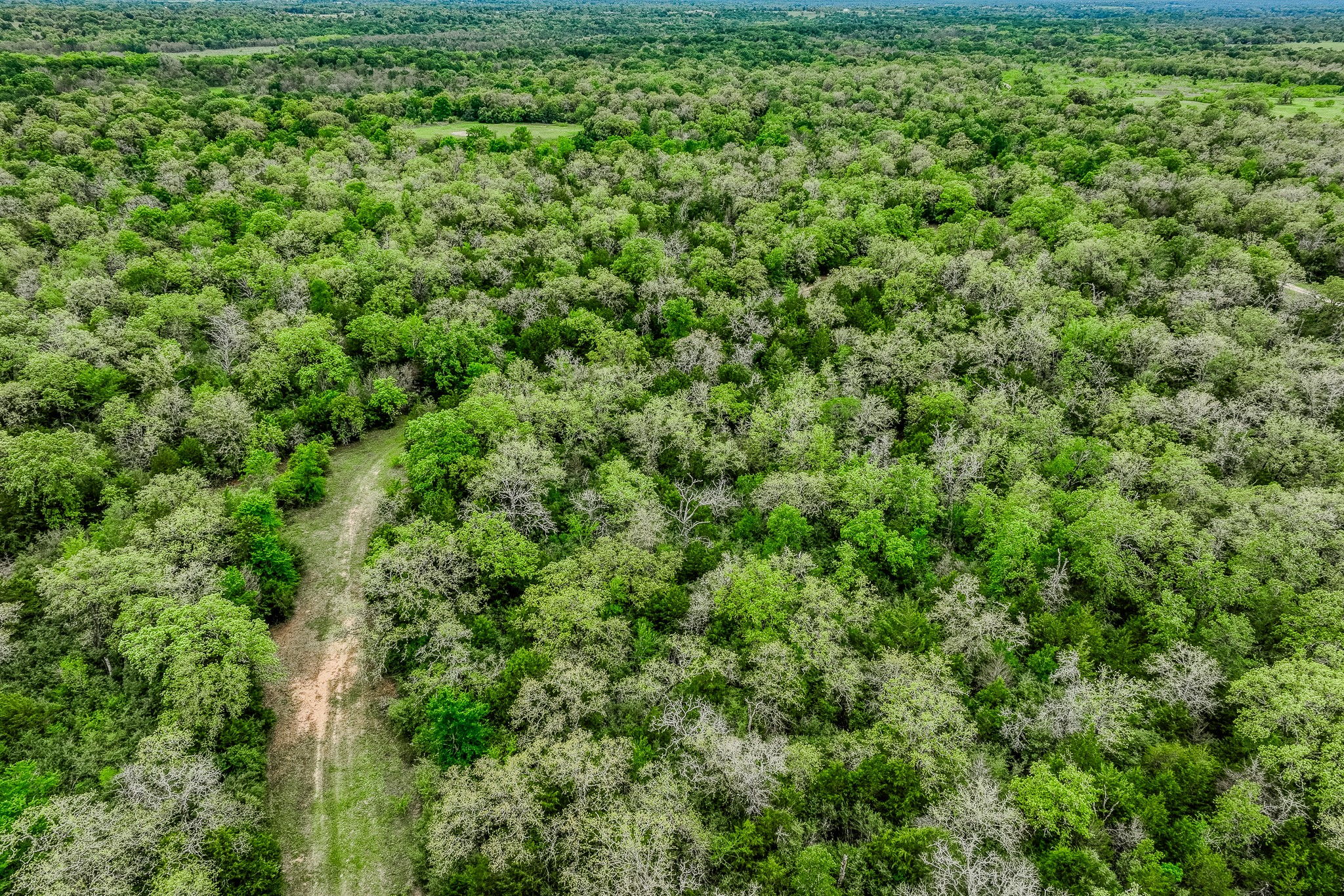 125 Ledbetter Tx 78946 Ledbetter, TX 78946 - Photo 40 of 50 a view of a lush green forest with lots of trees