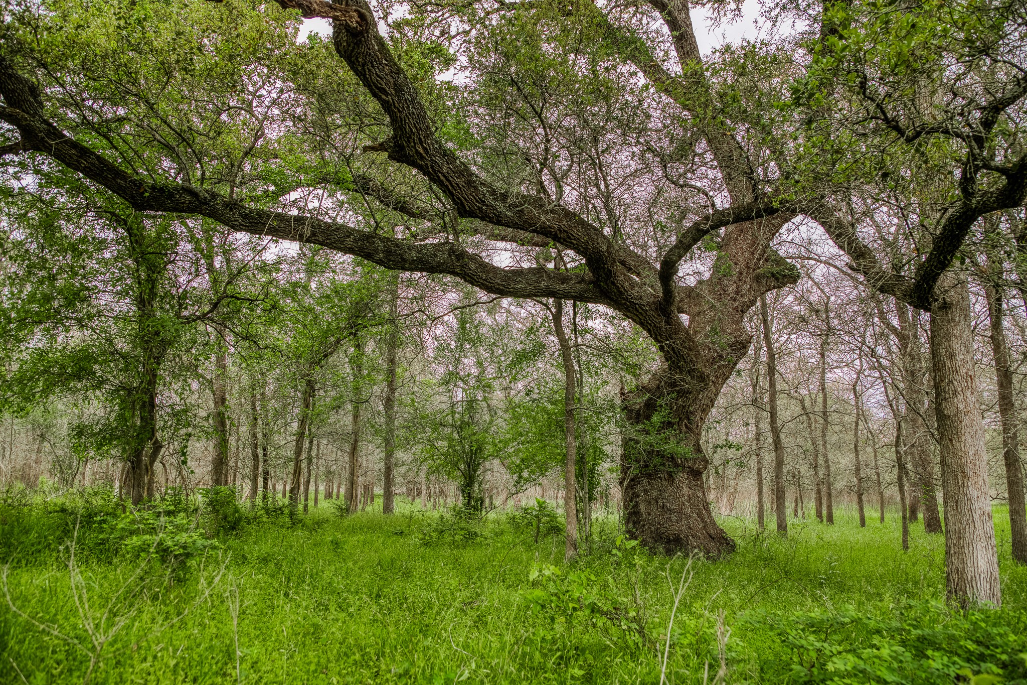 125 Ledbetter Tx 78946 Ledbetter, TX 78946 - Photo 5 of 50 a green field with lots of trees