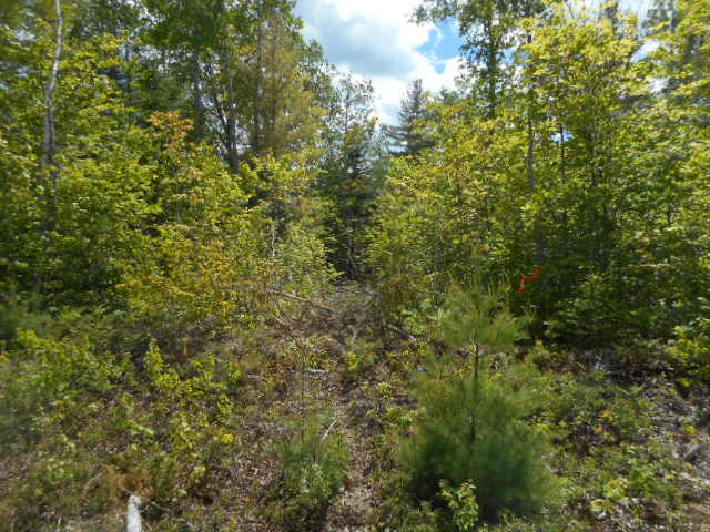 Tbd Lot 5 Tbd Road Cooper, ME 04657 - Photo 12 of 22 DSCN1507