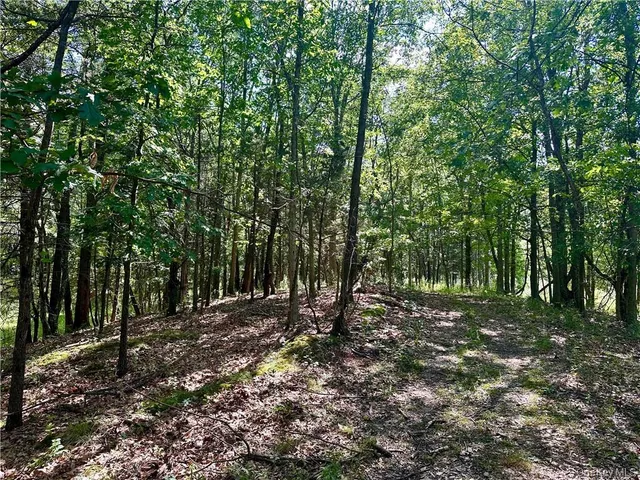 a view of a forest with trees in the background