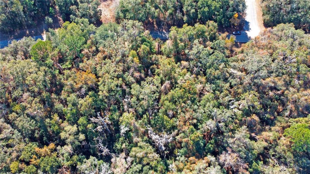 717 East Noah Lane Citrus Springs, FL 34434 - Photo 19 of 23 a view of a lush green field
