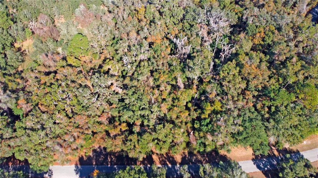 717 East Noah Lane Citrus Springs, FL 34434 - Photo 21 of 23 a view of a tree