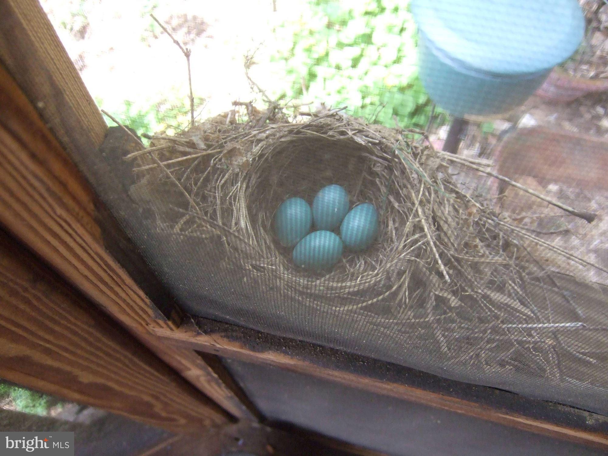 6800 Rannoch Road Bethesda, MD 20817 - Photo 39 of 53 Robins nest in gazebo