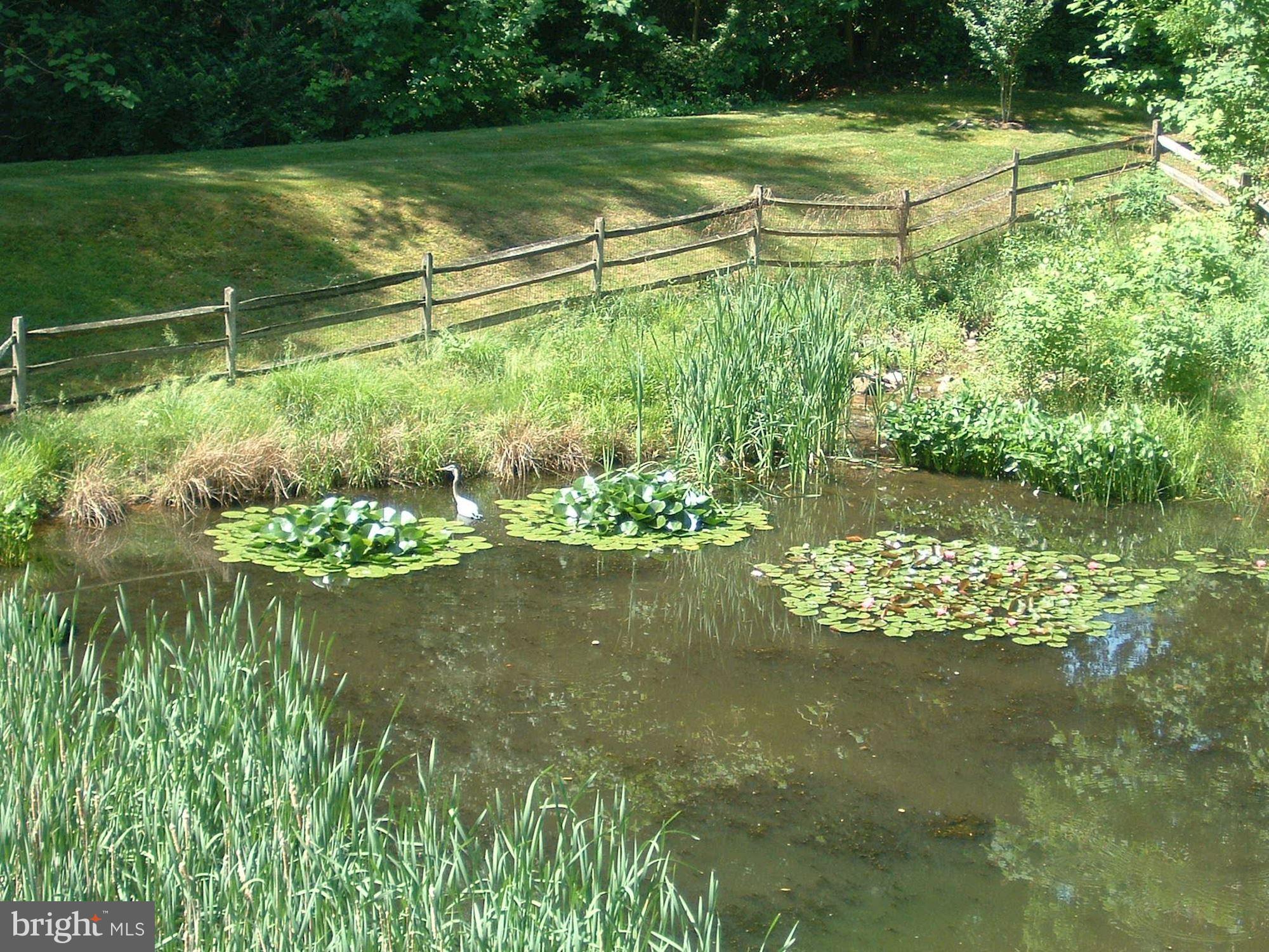 6800 Rannoch Road Bethesda, MD 20817 - Photo 48 of 53 Summer pond view