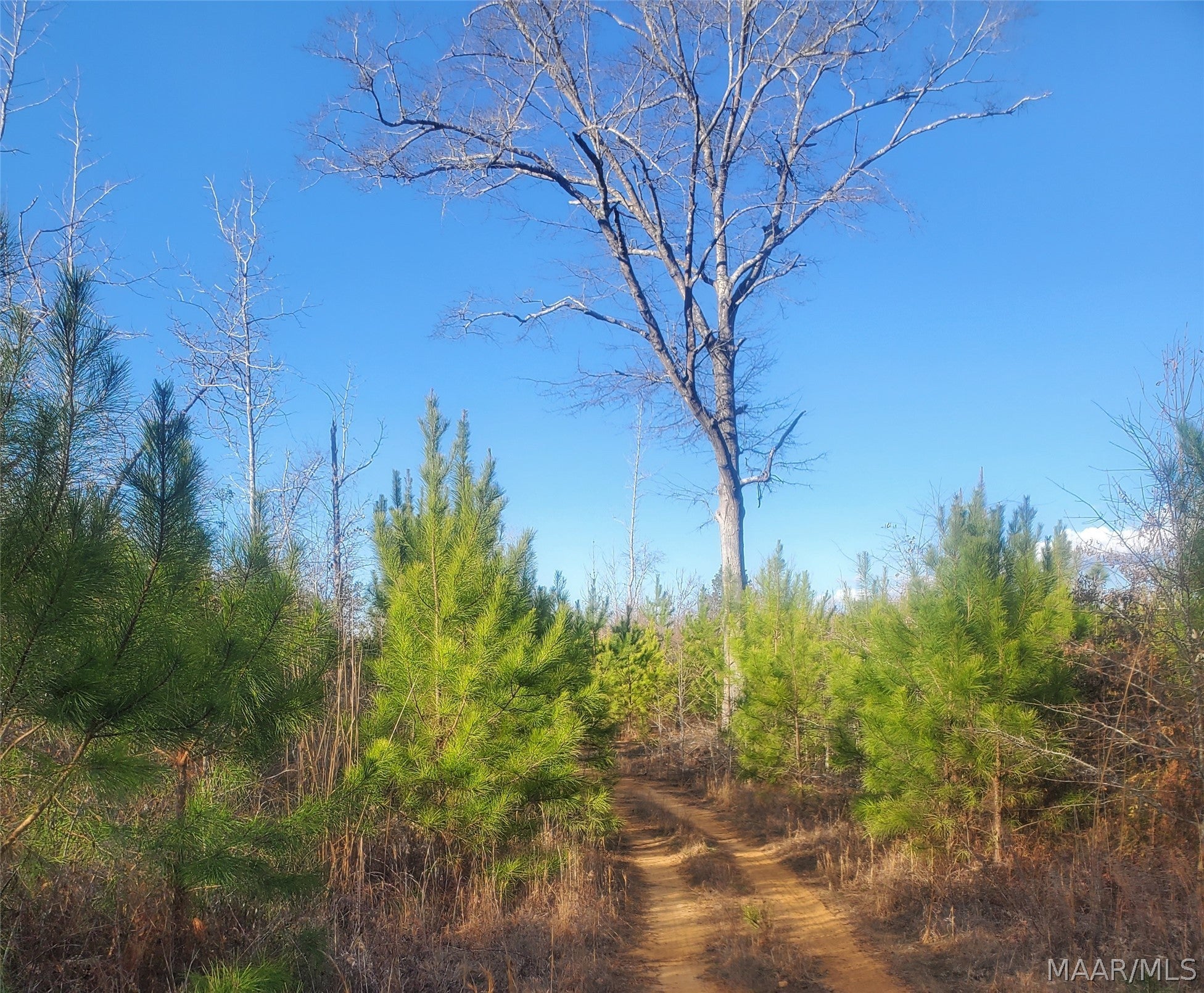 0 Brownin Road Ralph, AL 35480 - Photo 2 of 19 Gallery Image 2