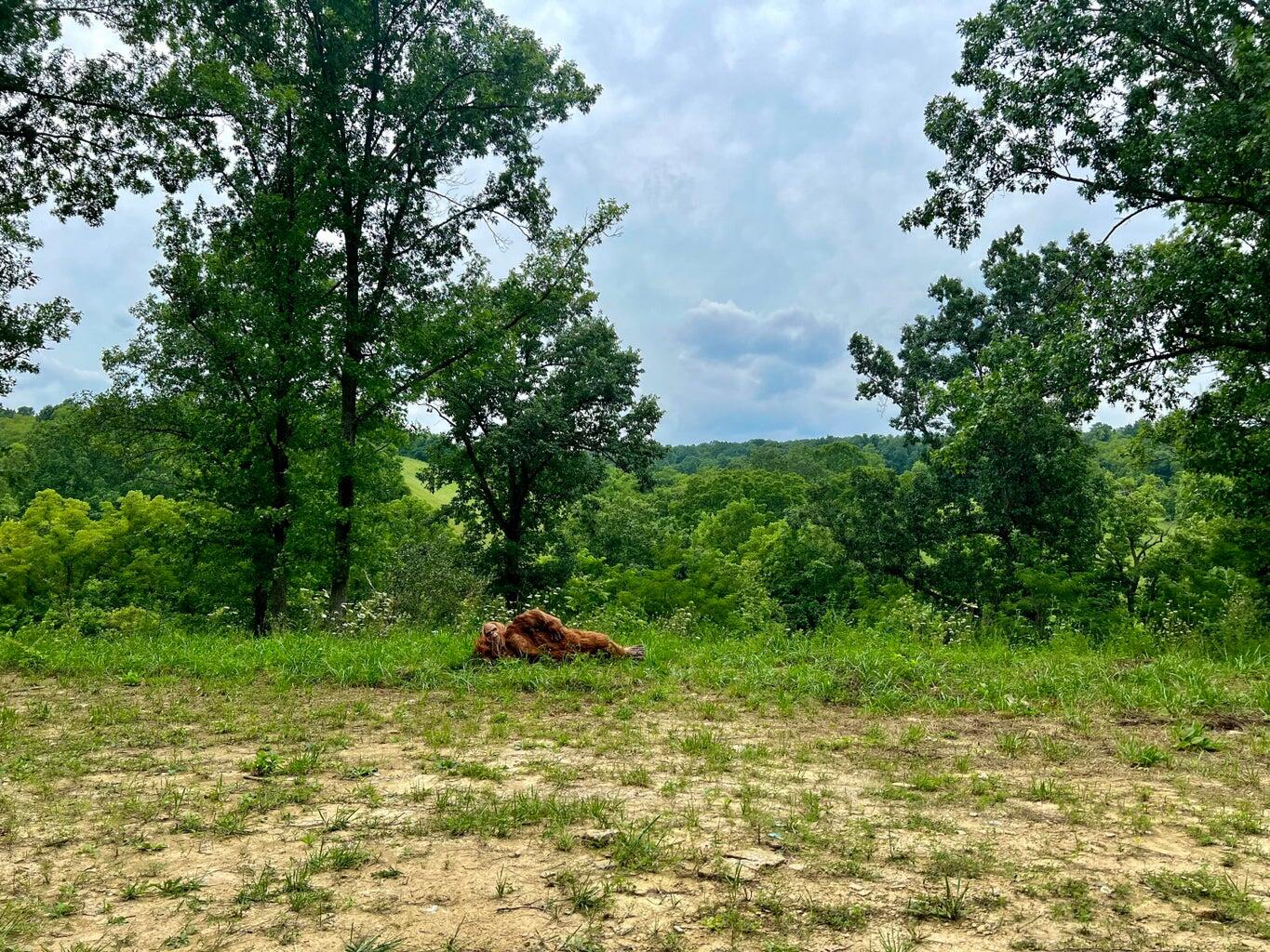 1030 Old Owenton-Georgetown Road Owenton, KY 40359 - Photo 21 of 37 20230811145139956106000000-o