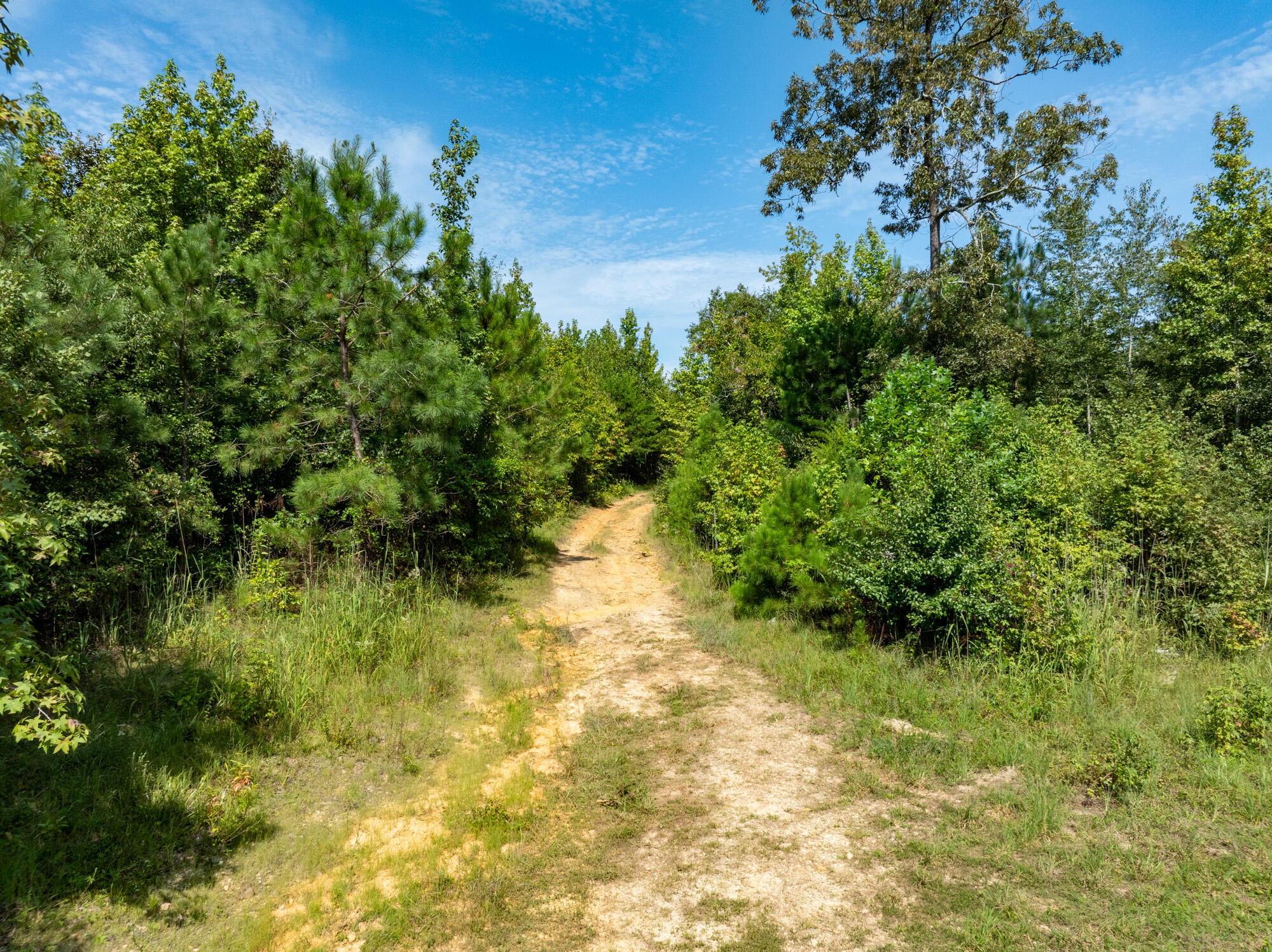 243 Wilson Road Chatsworth, GA 30705 - Photo 10 of 11 a backyard of a house with lots of green space