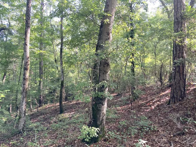 $88,000 | 0 Firetower Road, Cusseta, GA 31805