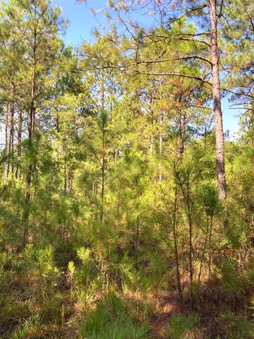 $88,000 | 0 Firetower Road, Cusseta, GA 31805