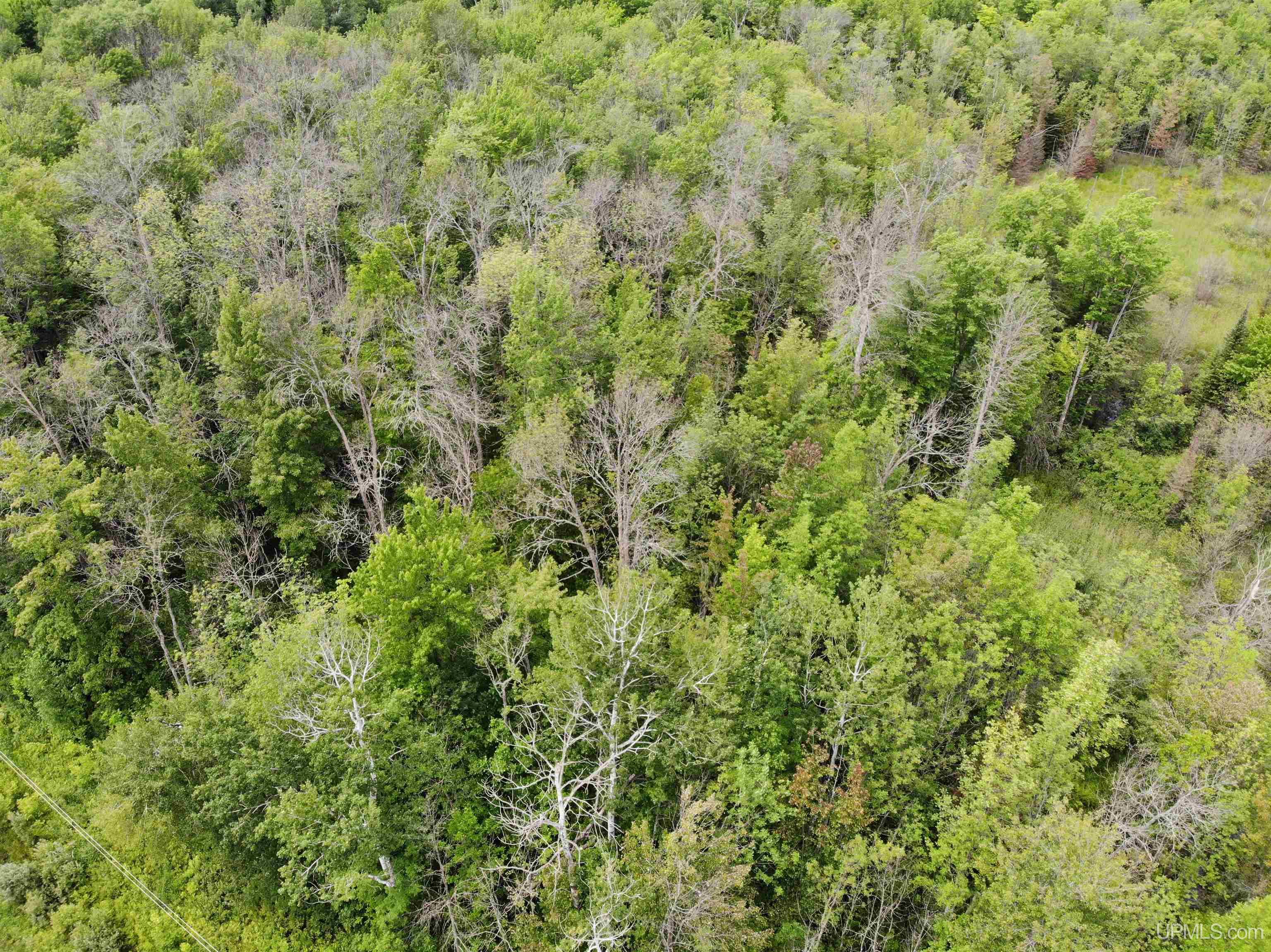 Tbd40 Karschney Road South Lanse, MI 49946 - Photo 11 of 18 Gallery Image 11