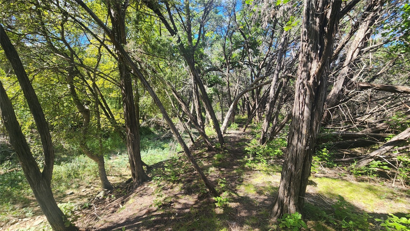 25615 Ronald Reagan Boulevard Georgetown, TX 78633 - Photo 20 of 25 a view of forest