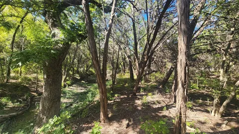 a view of tree