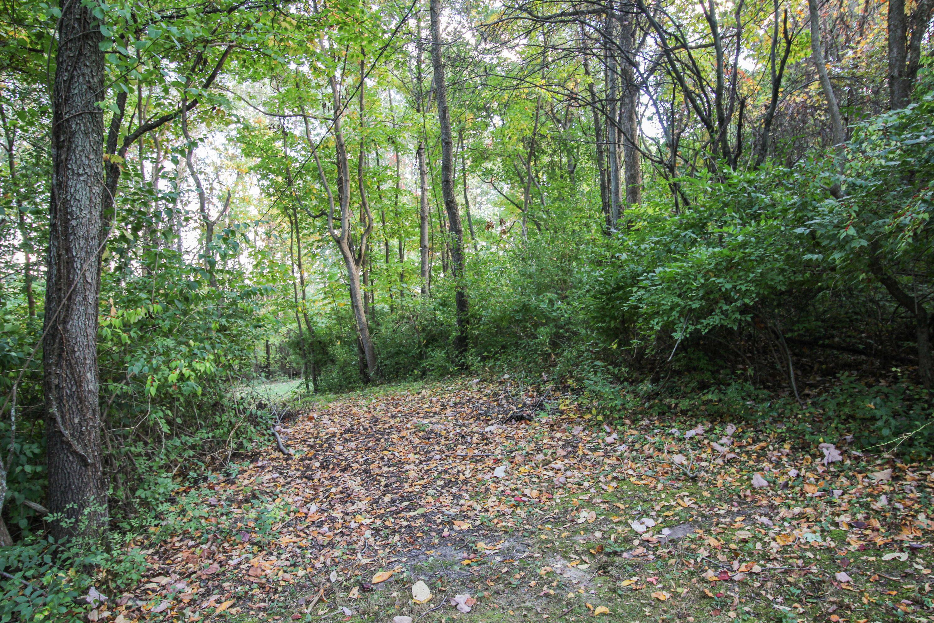 55310 Delong Road Marcellus, MI 49067 - Photo 86 of 97 Delong-098